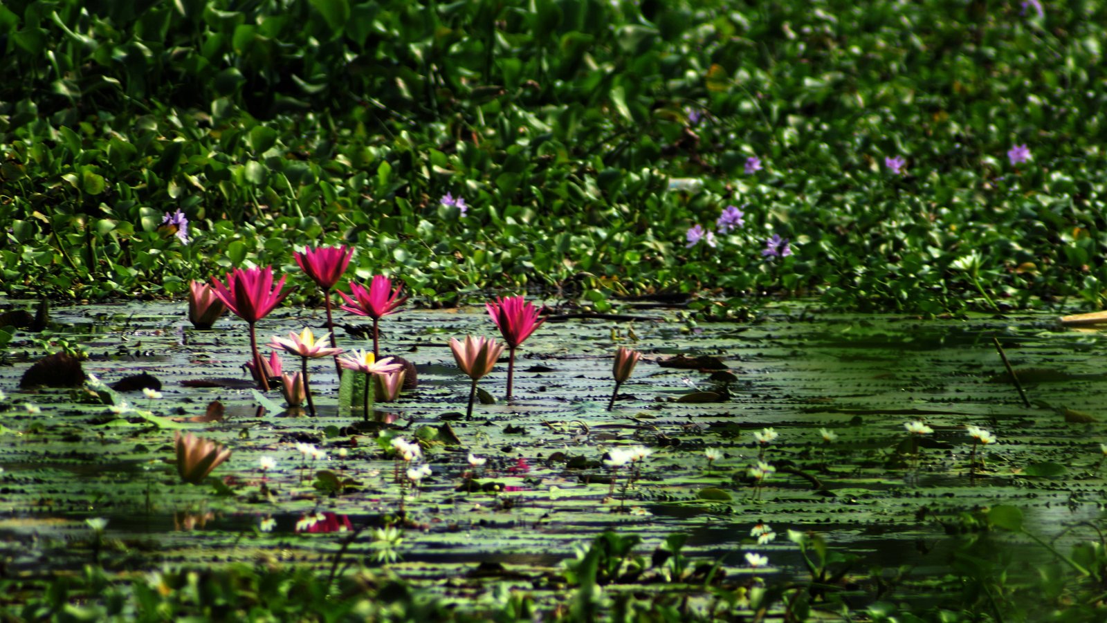 kumarakom backwaters boat ride