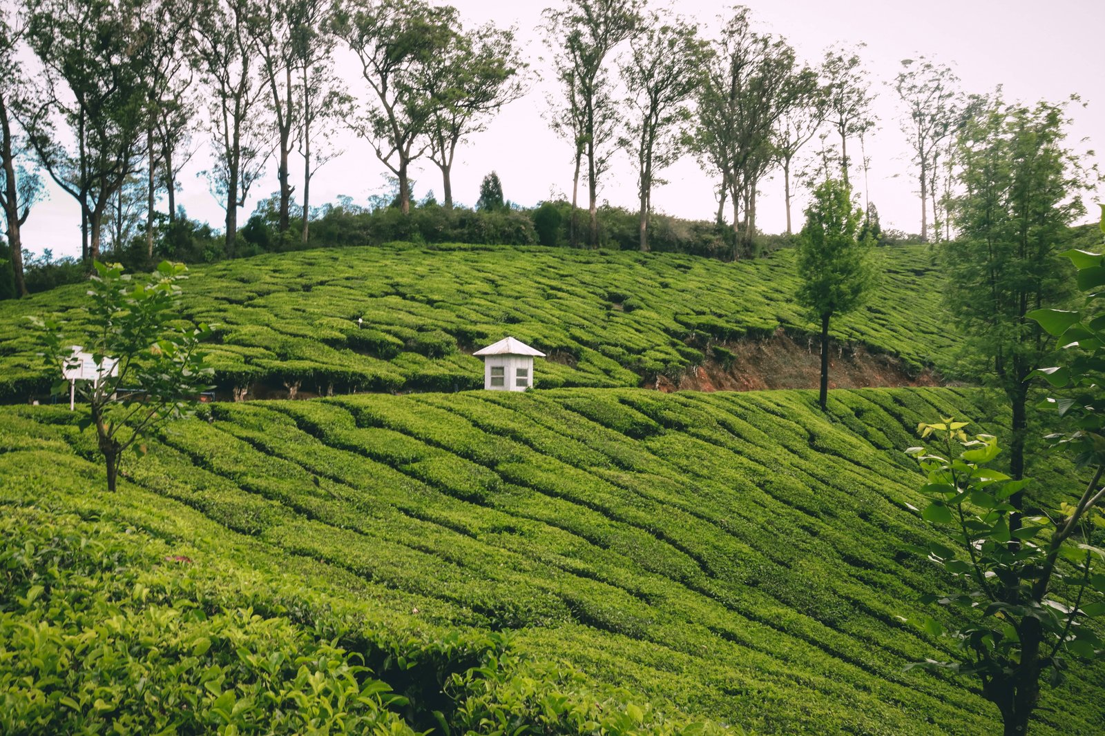 Tea gardens, estates, Echo Point, Anamudi Peak, and Eravikulam National Park in Munnar, Kerala, India tour
