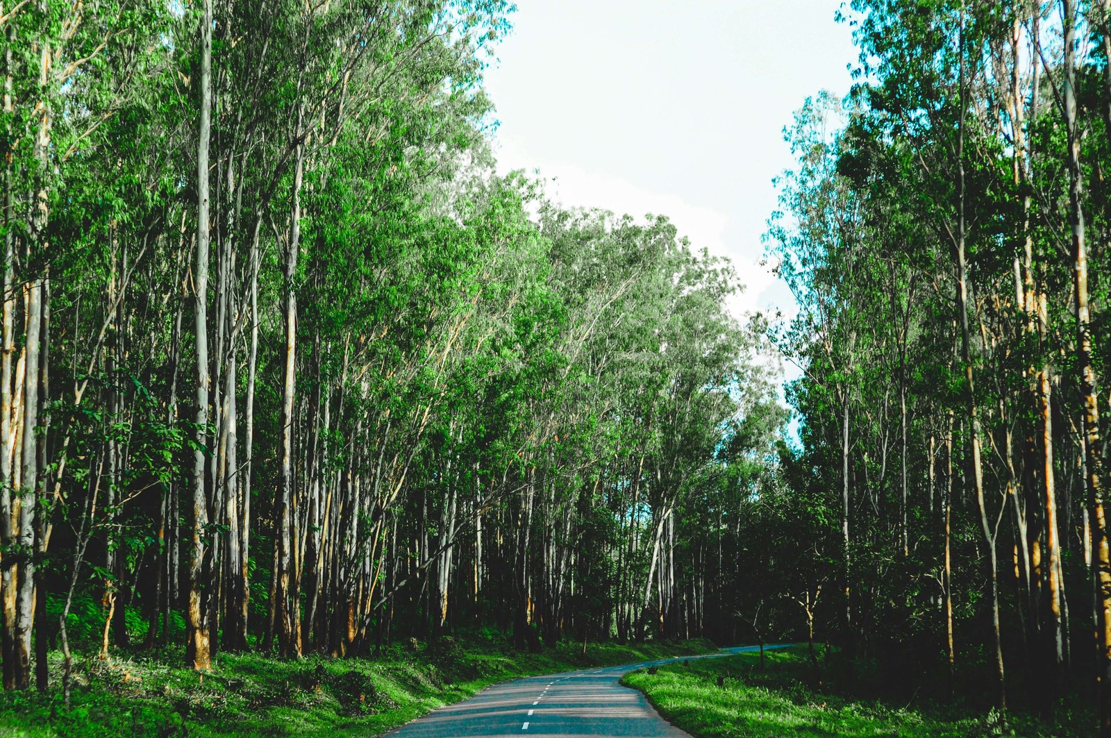 Wayanad Tour